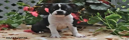 Boston Terrier dogs for sale: Lucy - Ad 4