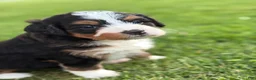 Mini Bernedoodle dogs for sale: Roamer - Ad 7