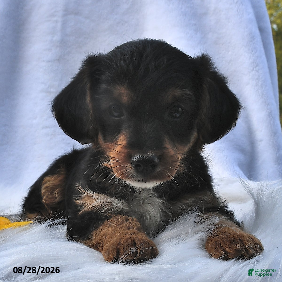 Morkie dogs Pal  - Ad 1