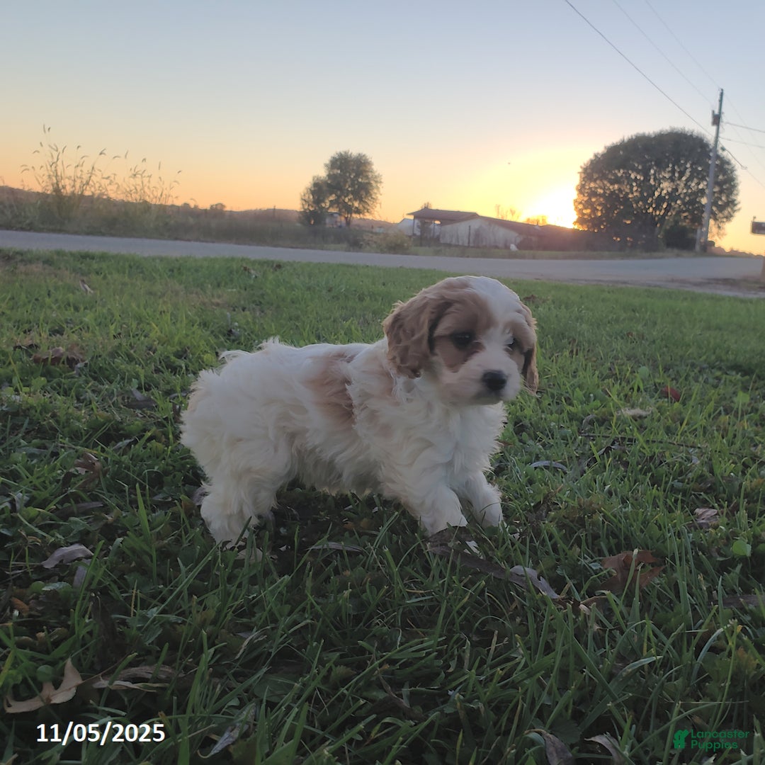 Cavapoo dogs for sale: Bella   - Ad 4
