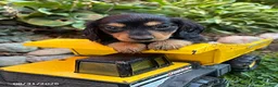 Dachshund dogs for sale: Remington - Ad 2