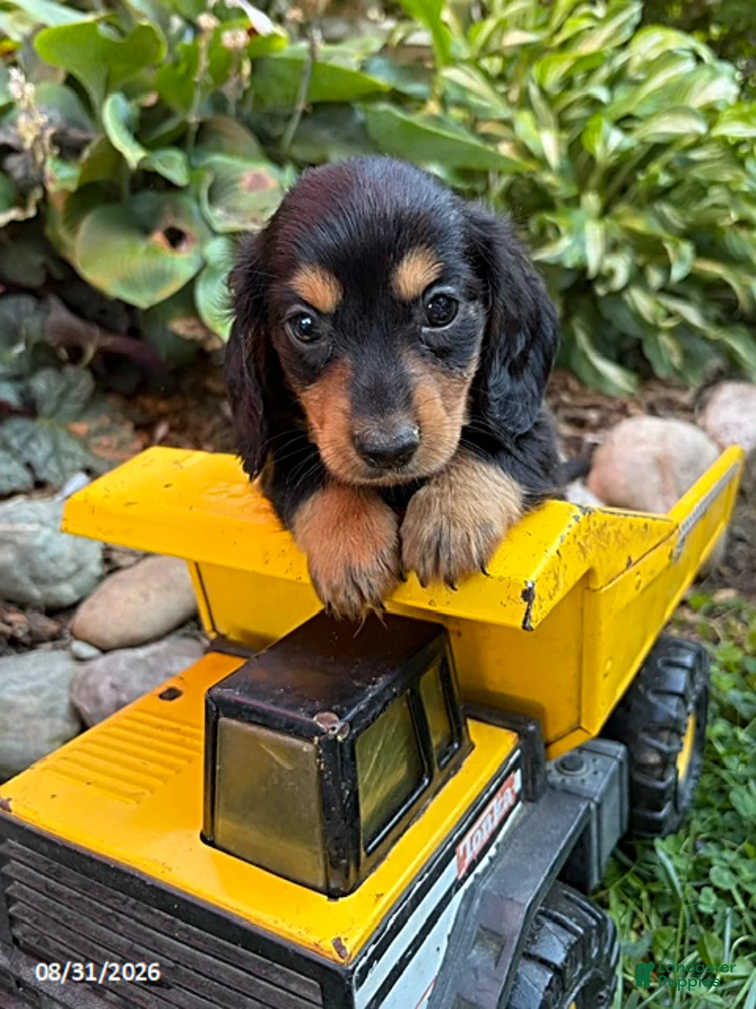 Dachshund dogs for sale: Remington - Ad 2