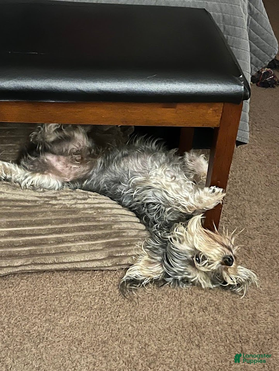 Yorkiepoo dogs for stud: Freddy Jrs - Ad 2