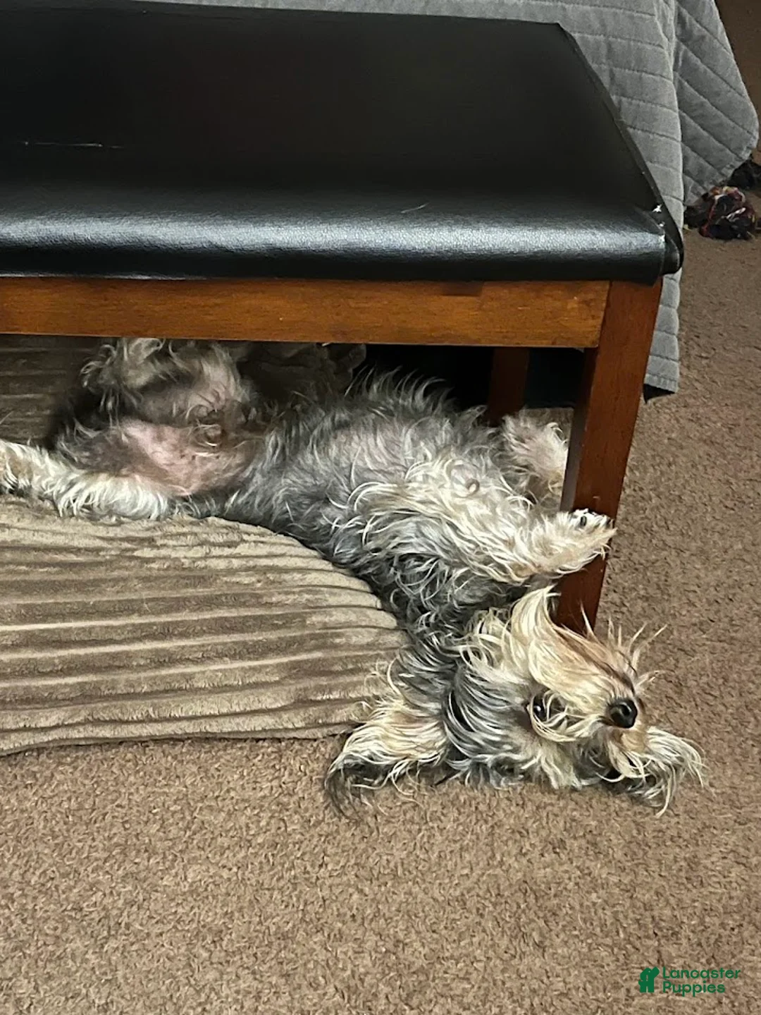 Yorkiepoo dogs for stud: Freddy Jrs - Ad 2