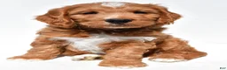 Mini Goldendoodle dogs for sale: Howard - Ad 7