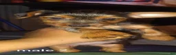 Yorkshire Terrier dogs for sale: Yorkshire Terrier 2 - Ad 4