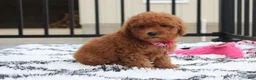 Bichpoo dogs for sale: Trixie - Ad 21