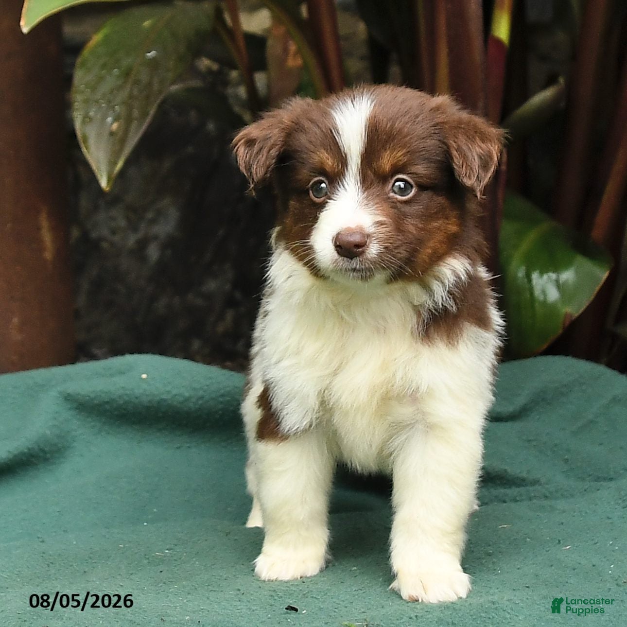 Miniature Australian Shepherd dogs Sadie - Ad 2