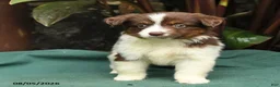 Miniature Australian Shepherd dogs for sale: Sadie - Ad 2