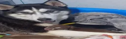 Siberian Husky dogs for sale: Red Collar 4th Born - Temp Name is Ruby - Ad 4