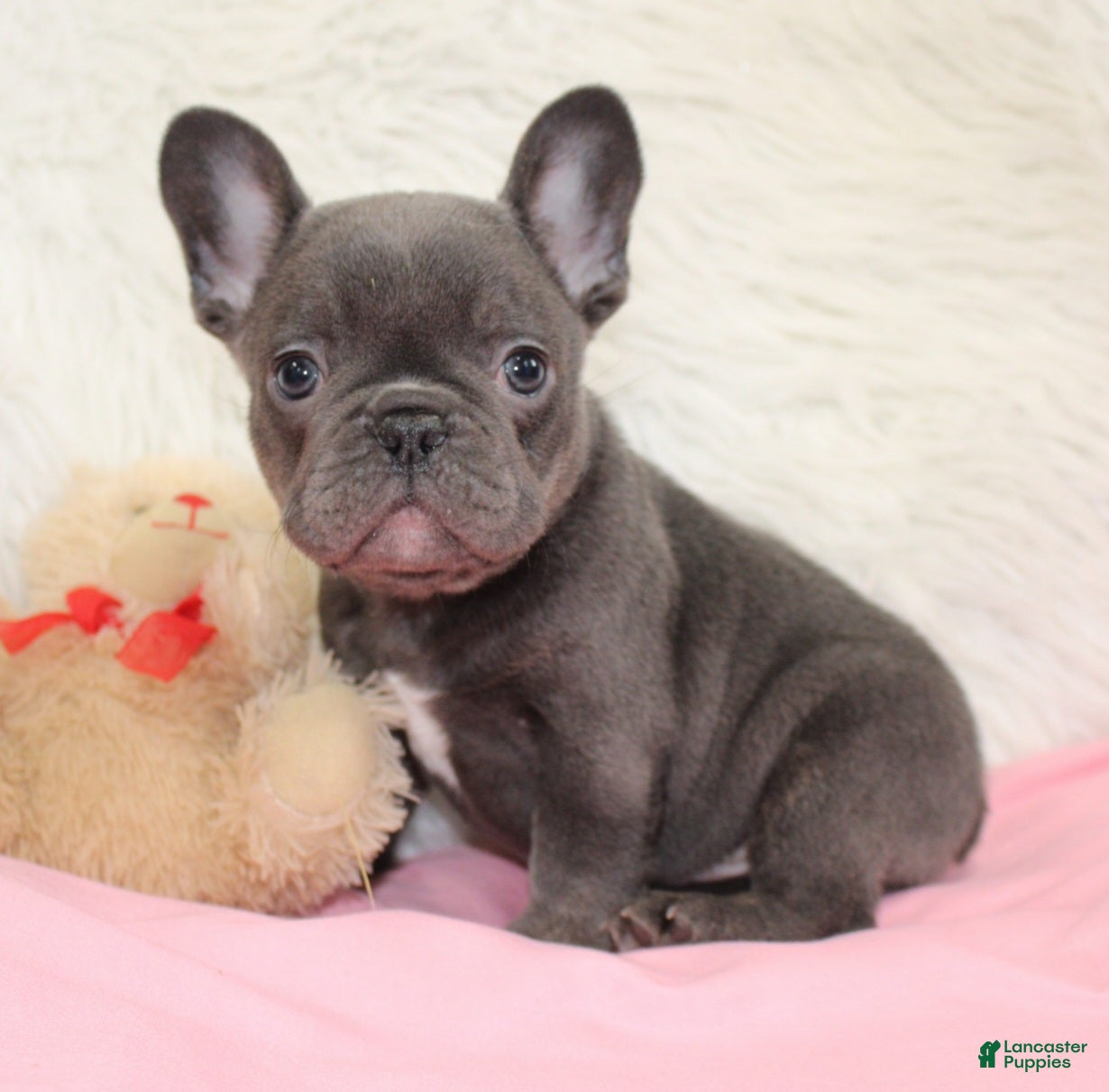 Mixed Breed dogs Teddy - Ad 42