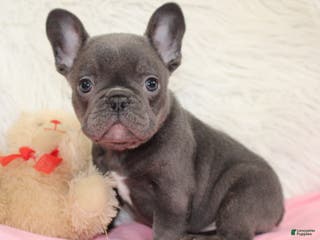 Mixed Breed dogs Teddy - Ad 42