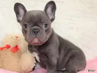 Mixed Breed dogs Teddy - Ad 31