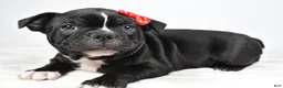 Frenchton dogs for sale: Ricky - Ad 4