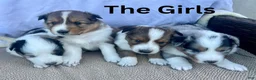 Shetland Sheepdog dogs for sale: Dolly - Ad 3