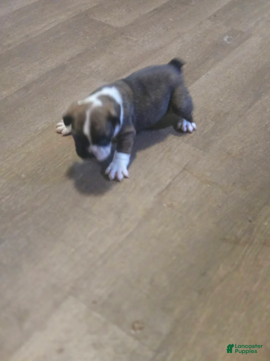 English Bulldog dogs for sale: English Bulldog 4 - Ad 2