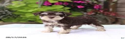 Miniature Schnauzer dogs for sale: Phoebe - Ad 4