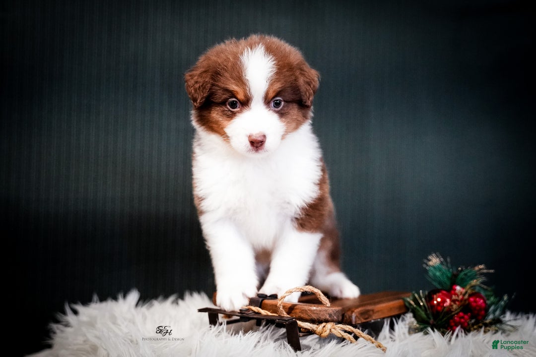 Miniature Australian Shepherd dogs for sale: Barney - Ad 2