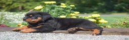 Rottweiler dogs for sale: Owen - Ad 4