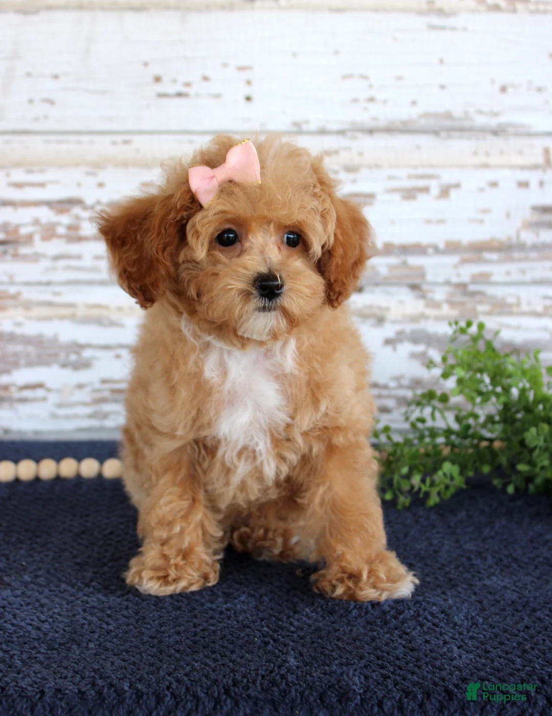 Toy Poodle dogs for sale: Penny - Ad 2