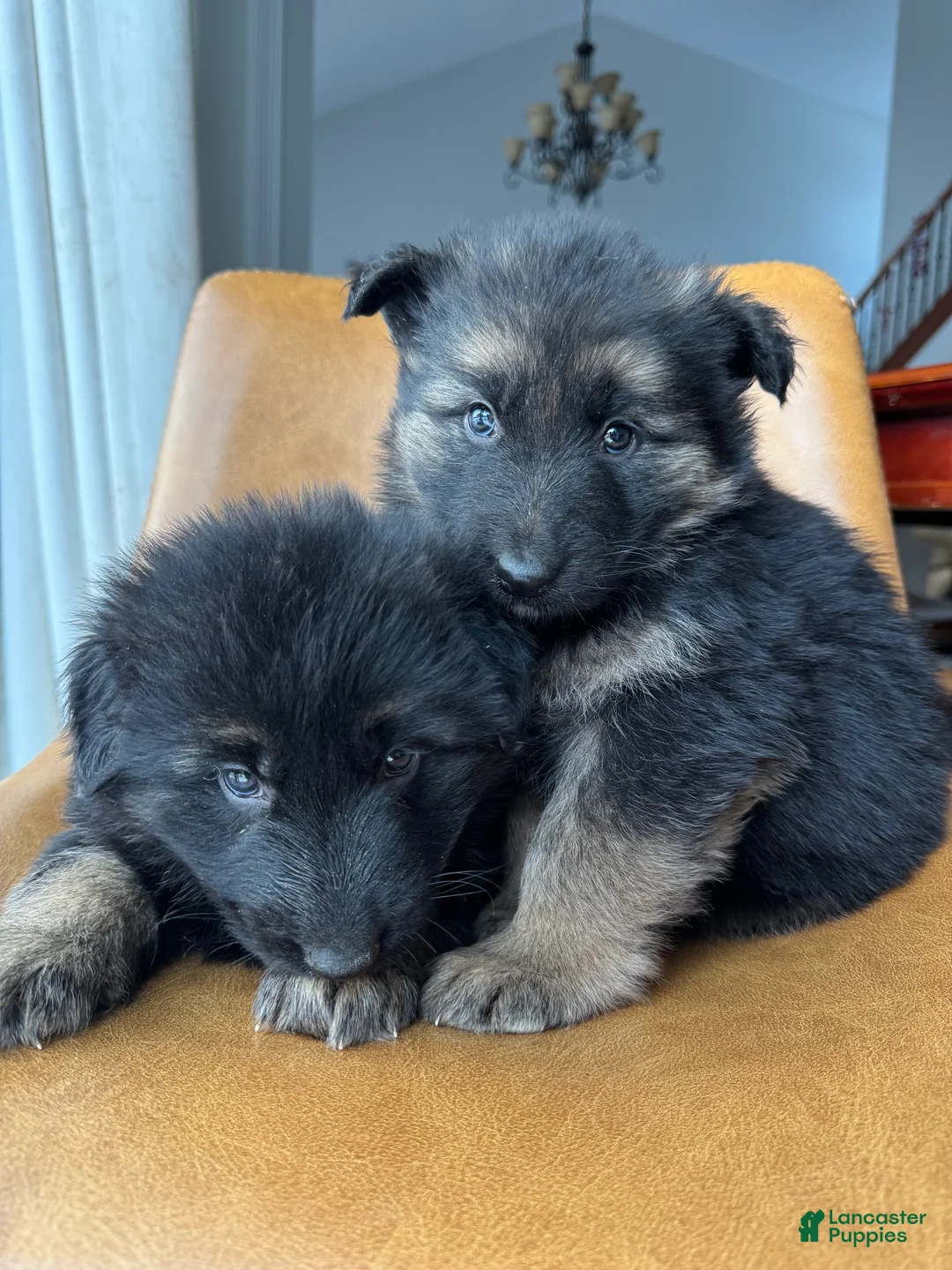 German Shepherd dogs for sale: Zara - Ad 5