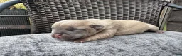 French Bulldog dogs for sale: French Bulldog 1 Male - Ad 2