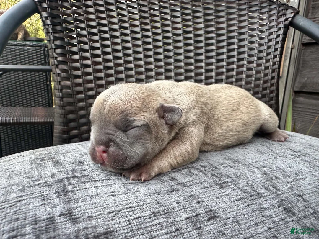 French Bulldog dogs for sale: French Bulldog 1 Male - Ad 2