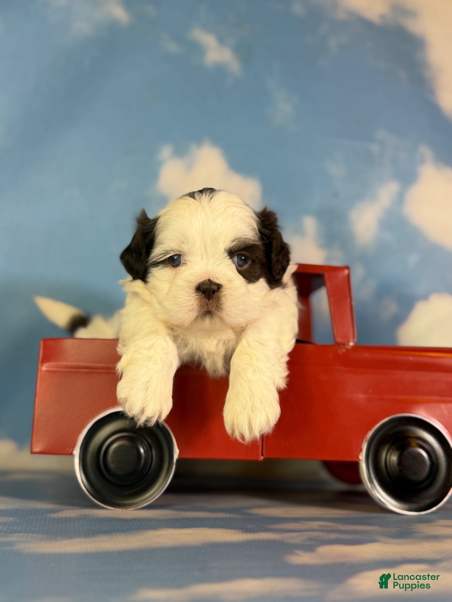 Shih Tzu dogs ACA Reese - Ad 1