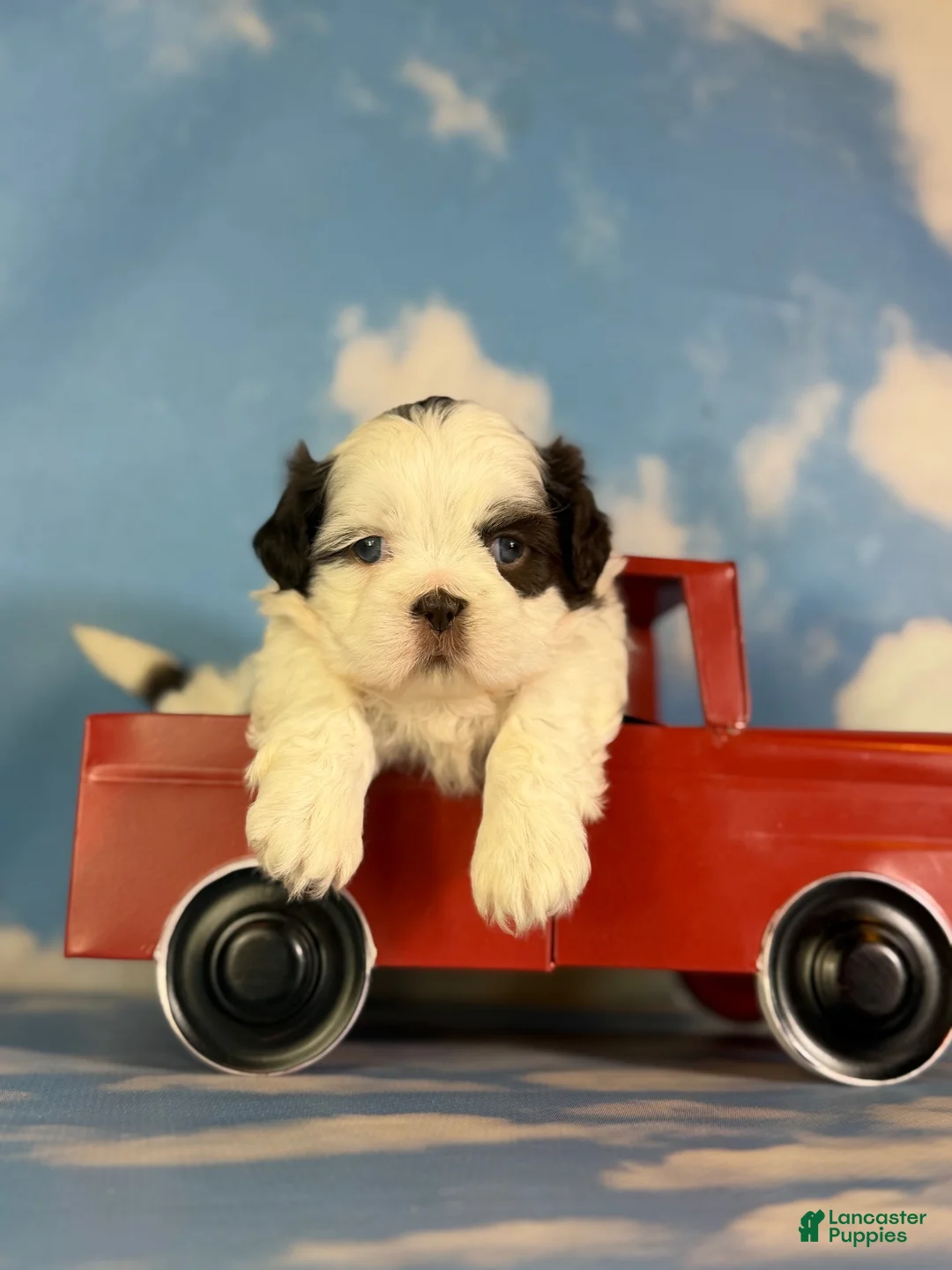 Shih Tzu dogs for sale: ACA Reese - Ad 1