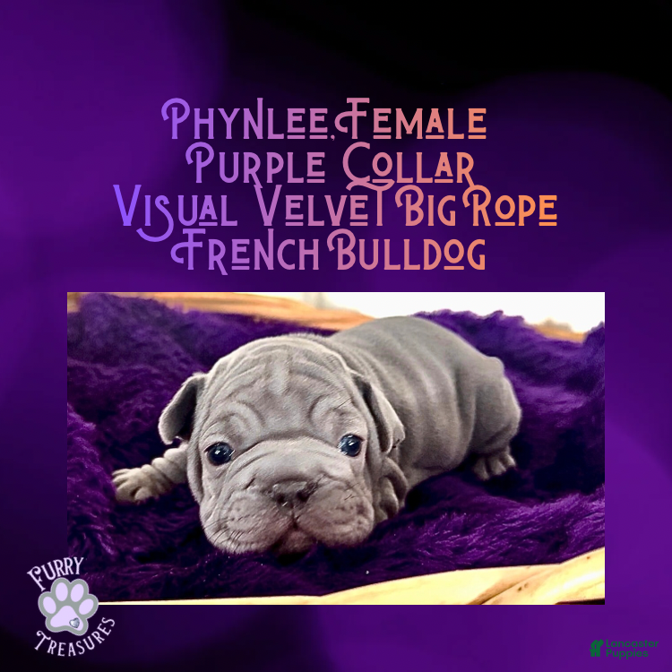 French Bulldog dogs Phynlee “Purple Collar”, Female  - Ad 23