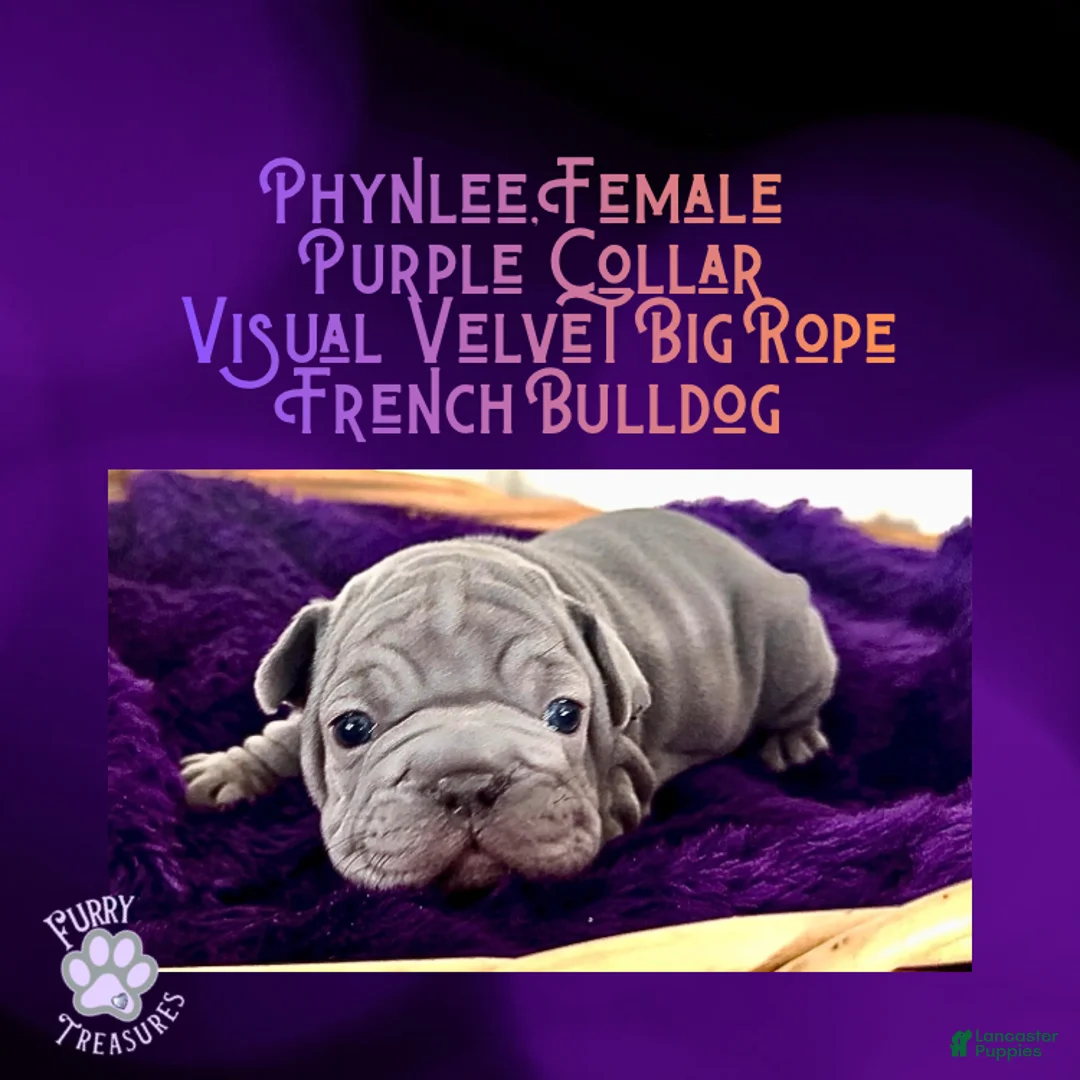 French Bulldog dogs for sale: Phynlee “Purple Collar”, Female  - Ad 2