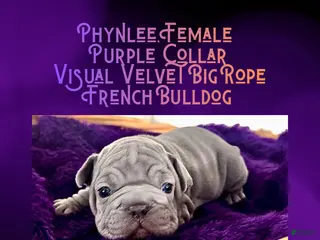 French Bulldog dogs Phynlee “Purple Collar”, Female - Ad 23