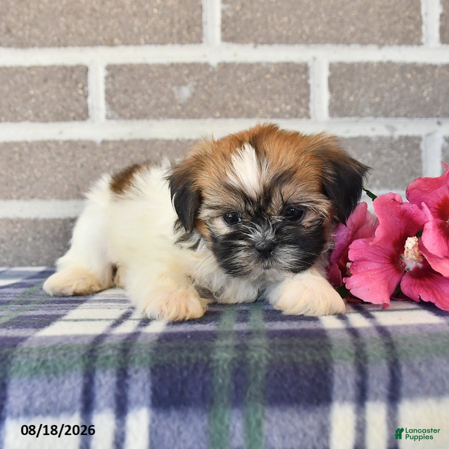 Shih Tzu dogs Petunia - Ad 2