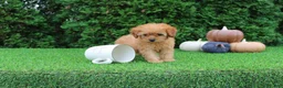 Toy Poodle dogs for sale: Faye - Ad 4
