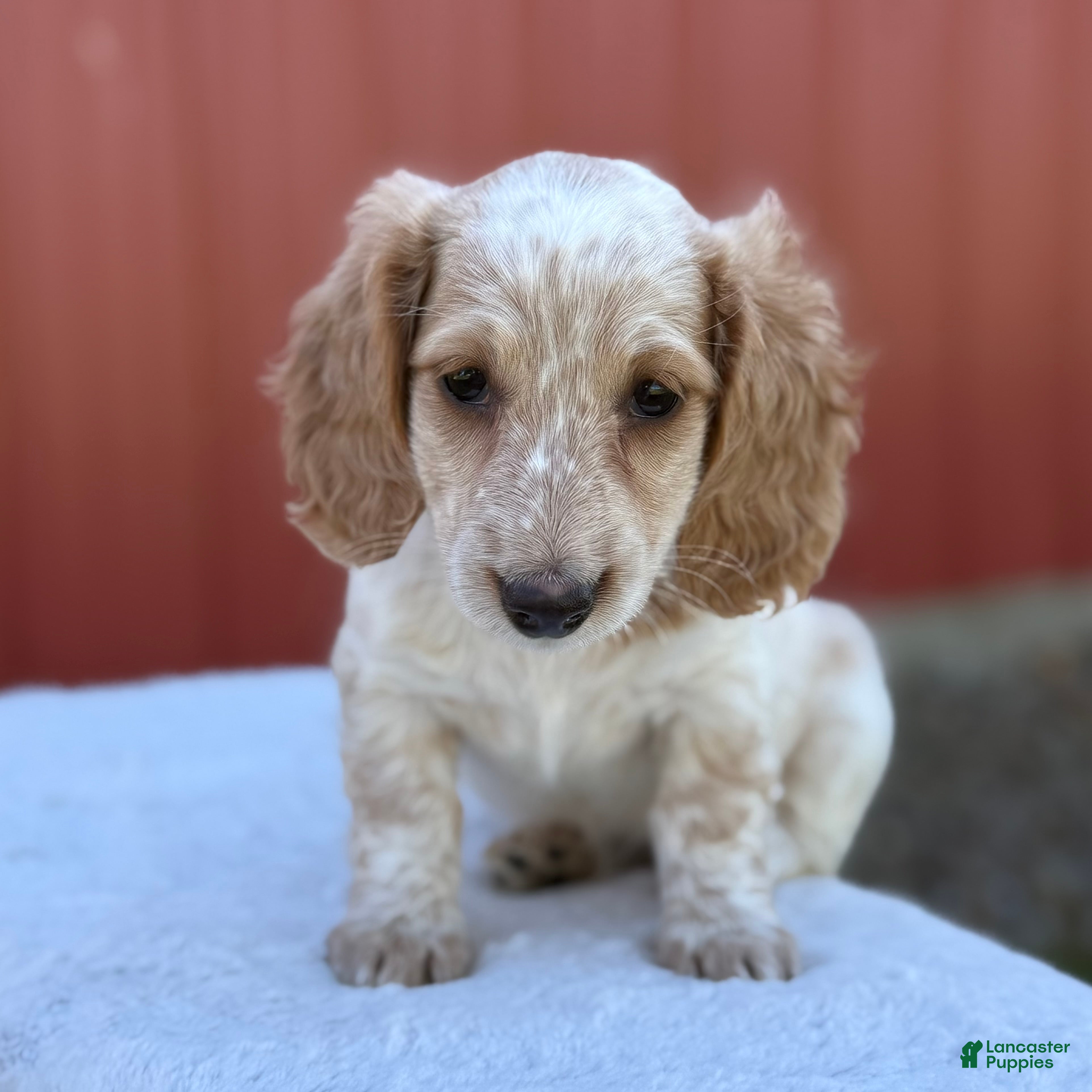 Miniature Dachshund dogs for sale: Navy - Ad 2