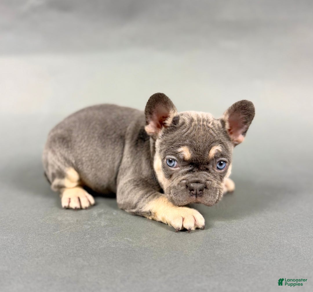 French Bulldog dogs for sale: Denver - Ad 5