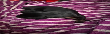 Doberman Pinscher 4