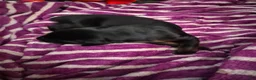 Doberman Pinscher dogs for sale: Doberman Pinscher 4 - Ad 1