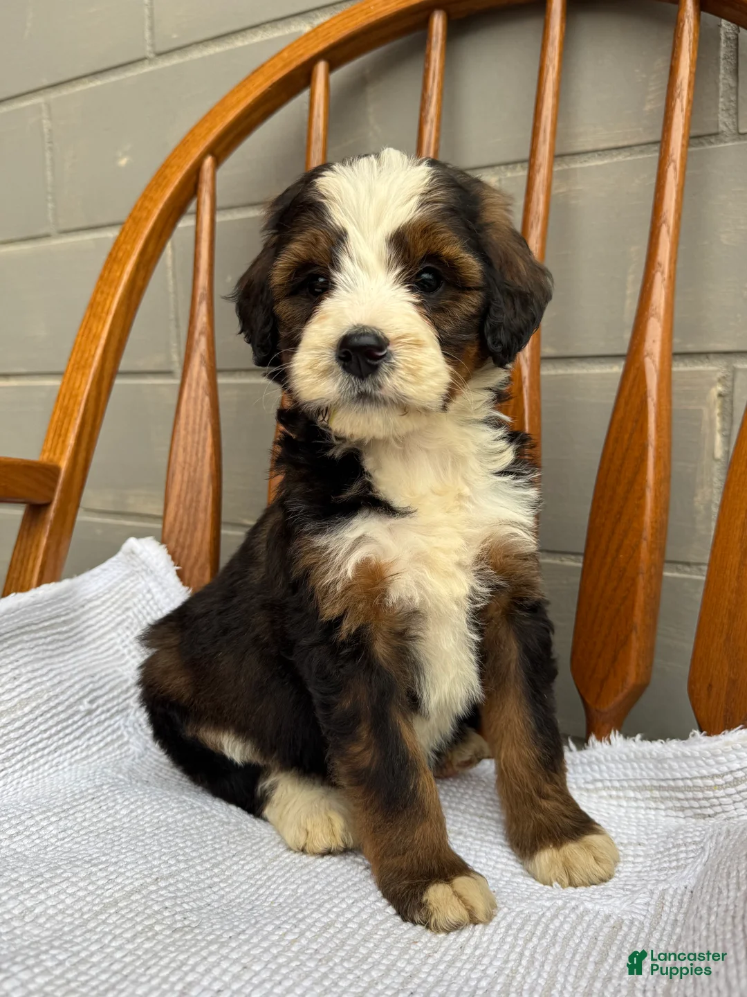 Bernedoodle dogs for sale: Maddie - Ad 1