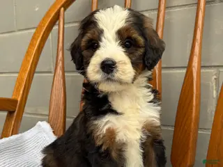 Bernedoodle dogs for sale: Maddie - Ad 2