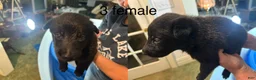 Belgian Malinois dogs for sale: Belgian Malinois 3 - Ad 1
