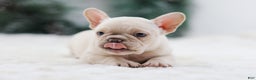 French Bulldog dogs for sale: Mary - Ad 9