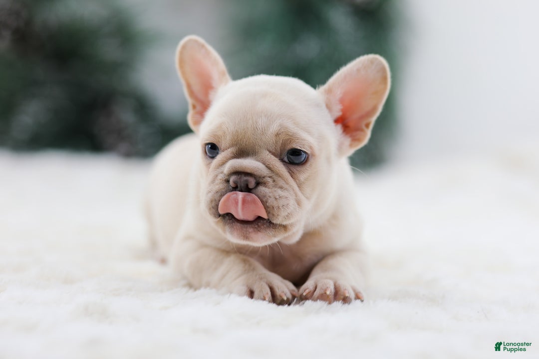 French Bulldog dogs for sale: Mary - Ad 9