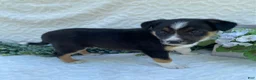 Border Collie dogs for sale: Petey - Ad 3