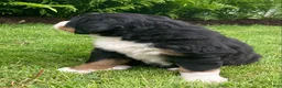 Bernese Mountain Dog dogs for sale: Alexa  - Ad 7