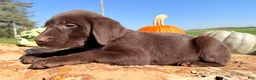 Labrador Retriever dogs for sale: Lucy - Ad 3