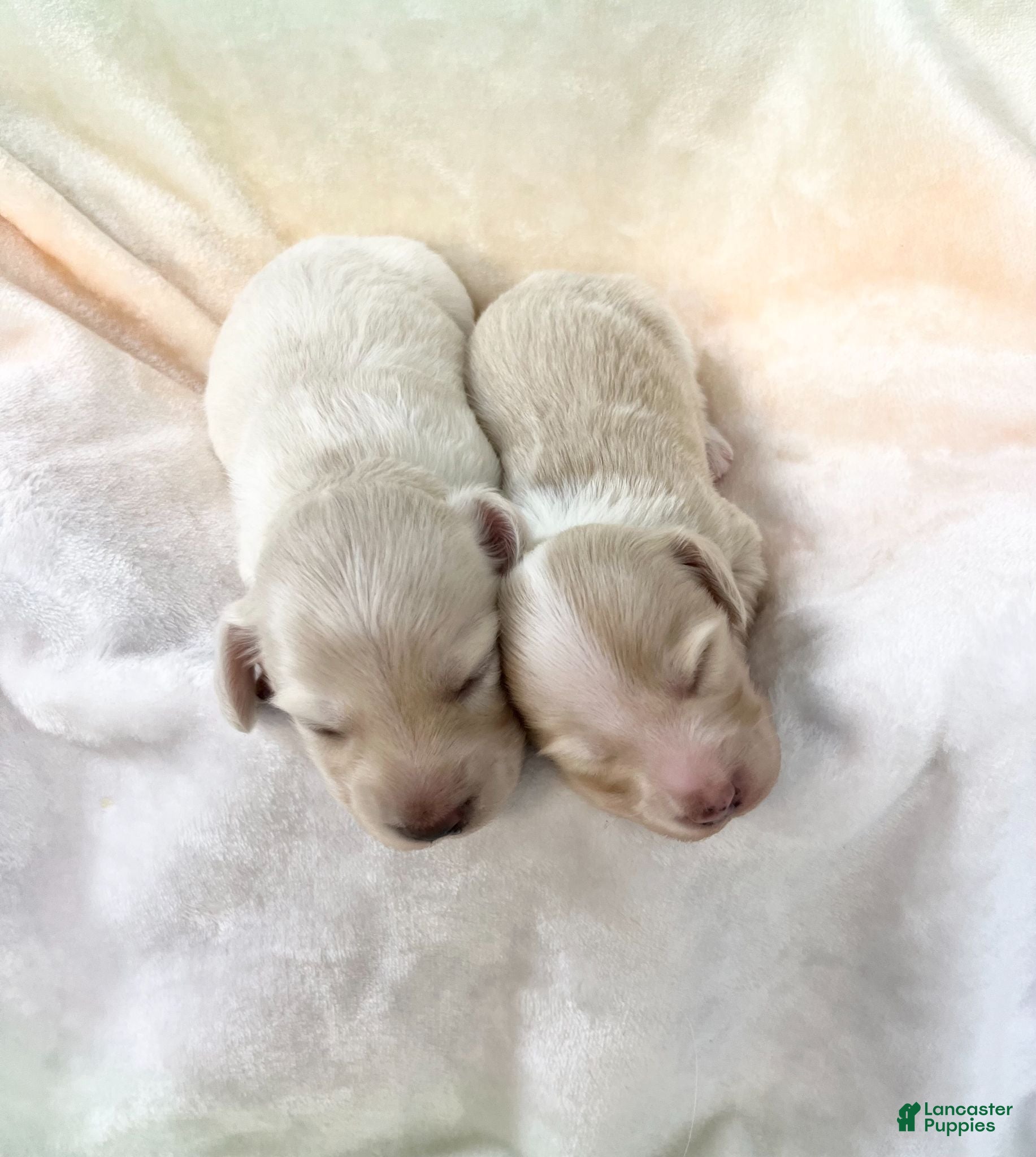 Miniature Dachshund dogs Miniature Dachshund 2 - Ad 17