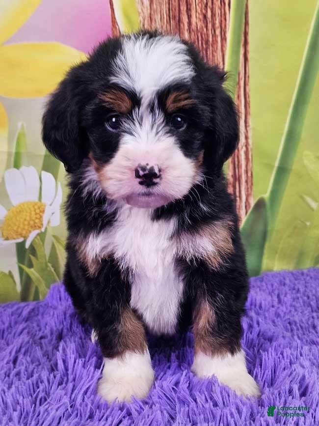 Mini Bernedoodle dogs Sabrina - Ad 1