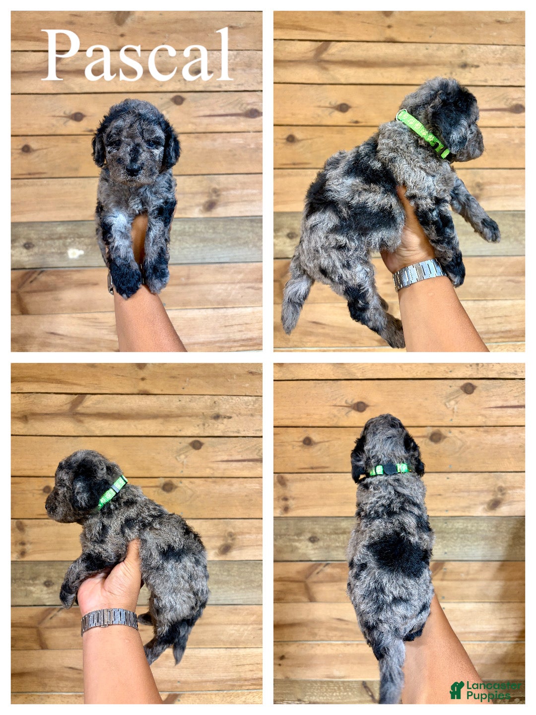 Mini Goldendoodle dogs Pascal - Micro mini - Ad 1