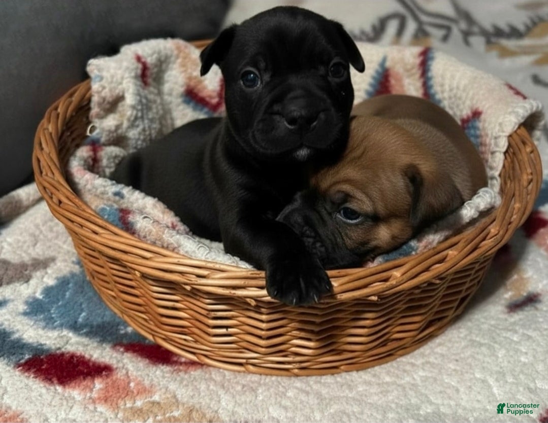 Frenchton dogs Frenchton Puppy 2 - Ad 2